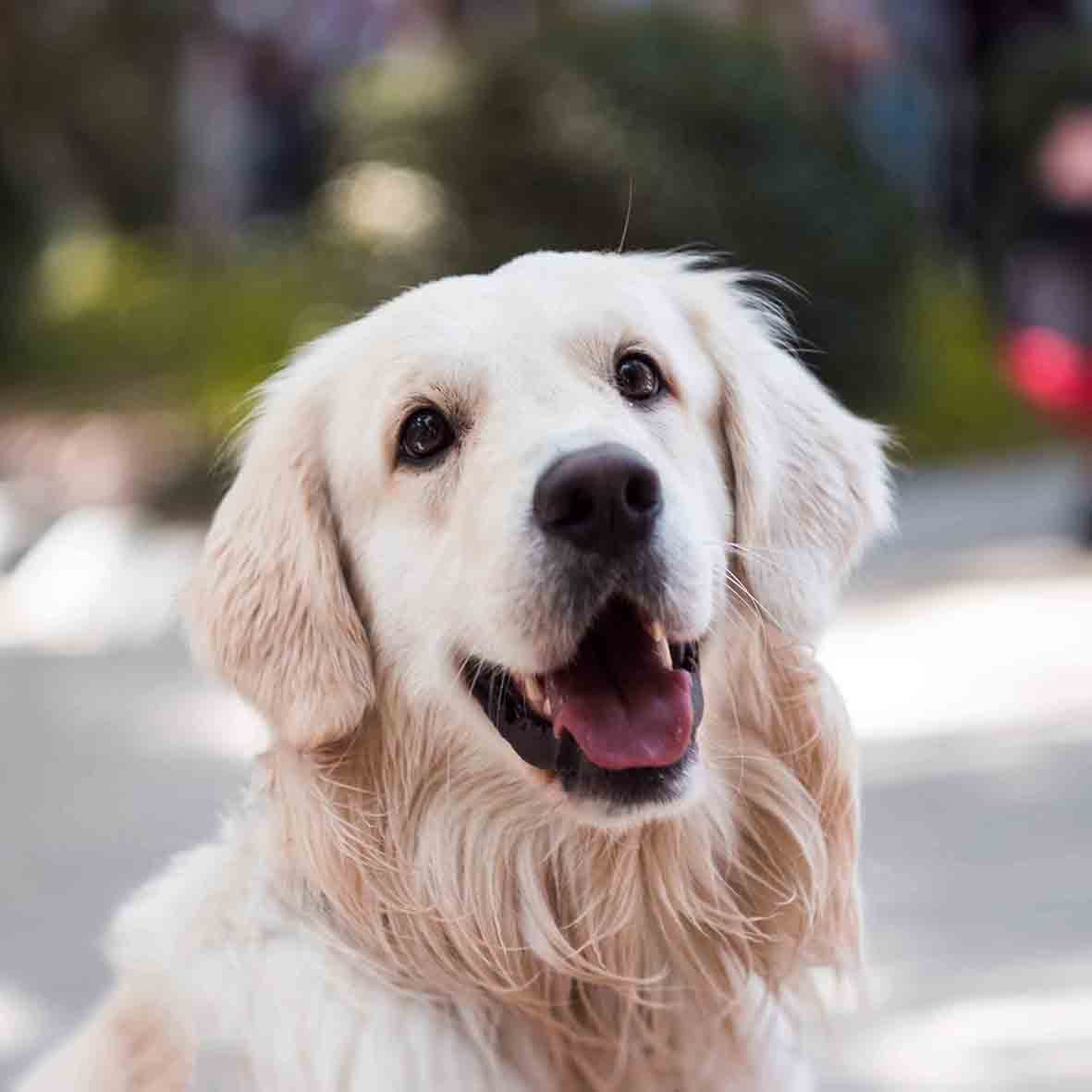 PET SUPPLIES